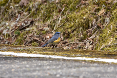 道端にルリビタキ