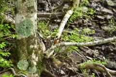 またおいでよ！