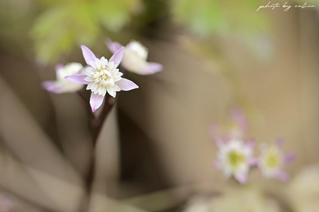 一番花