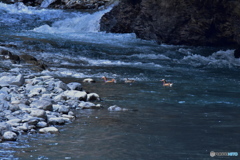 思いがけない出会い Ⅱ