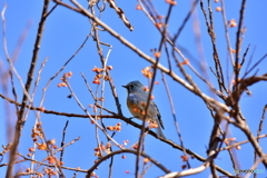 空よりも青く Ⅲ