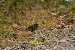 藪の外のカヤクグリ