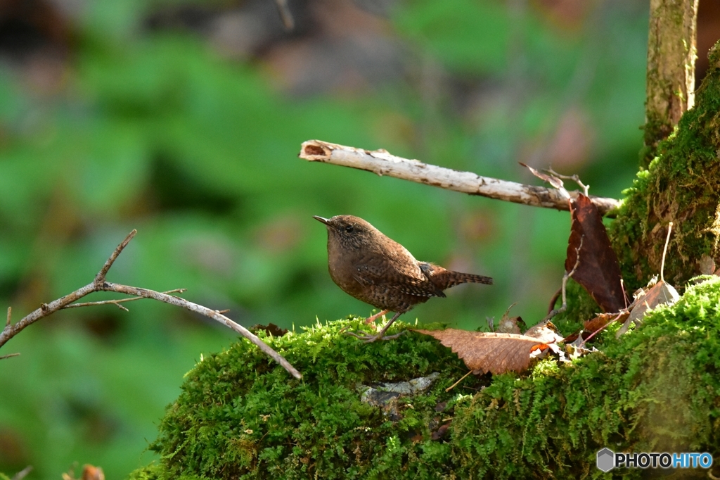 何処に行くのかな