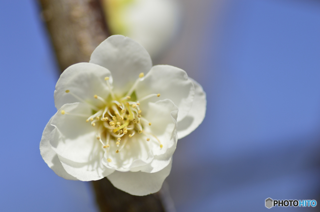 春を駆ける花々 Ⅱ