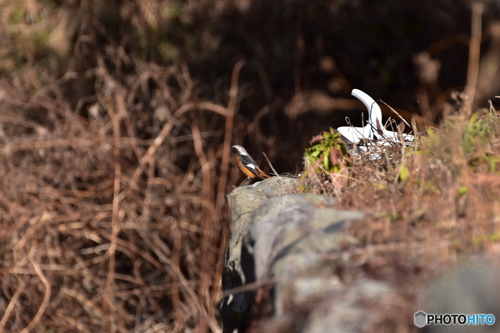 傍観者に徹するジョウビタキ ②