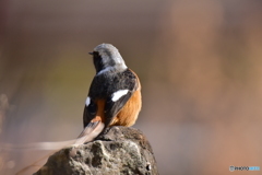 小粋な後ろ姿 小粋な後ろ姿