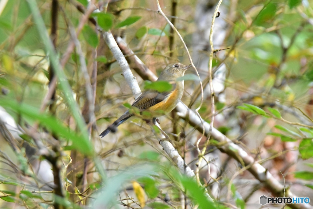 ルリビタキがやって来た！ ①