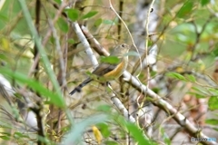 ルリビタキがやって来た！ ①