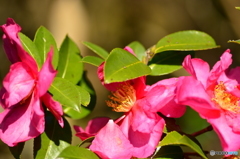 山茶花三姉妹