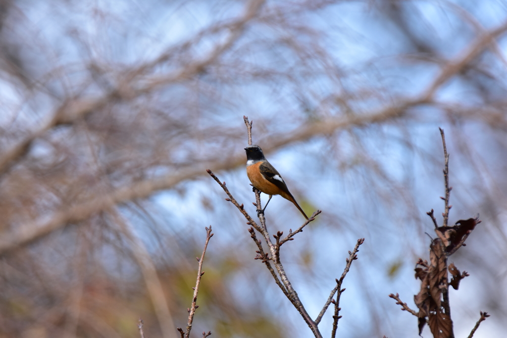 若いジョウビタキ？