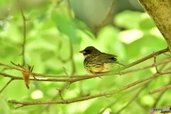木陰でひと休み