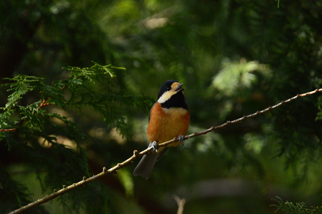 僕がやっぱり主役でしょ