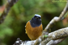 睨めっこダ 睨めっこダ