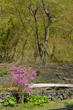 際立つ花色