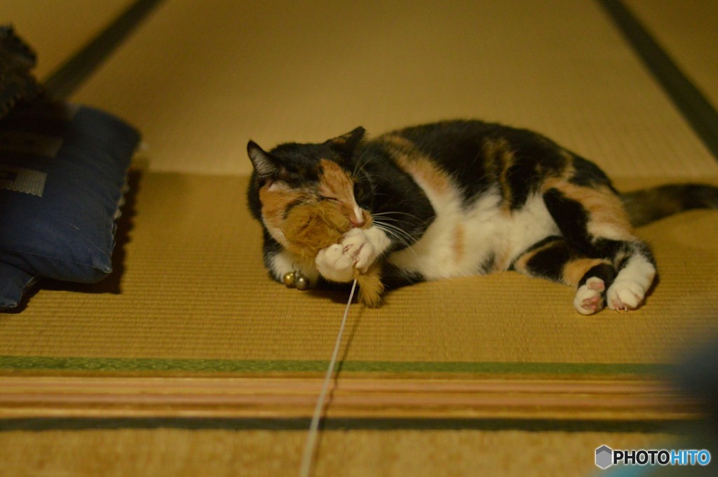 美味しくないニャ