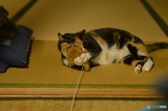 美味しくないニャ