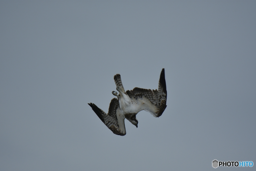 獲物に向かって急降下