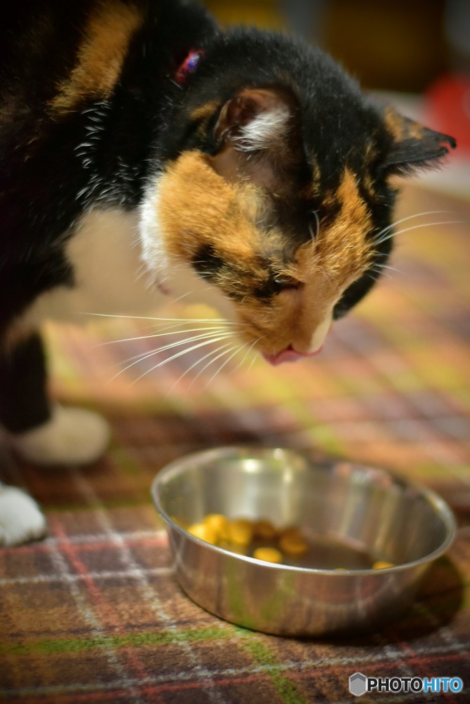 もう少し 食べたいニャ･･･