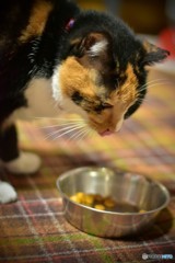 もう少し 食べたいニャ･･･
