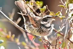 意外と身軽 意外と身軽