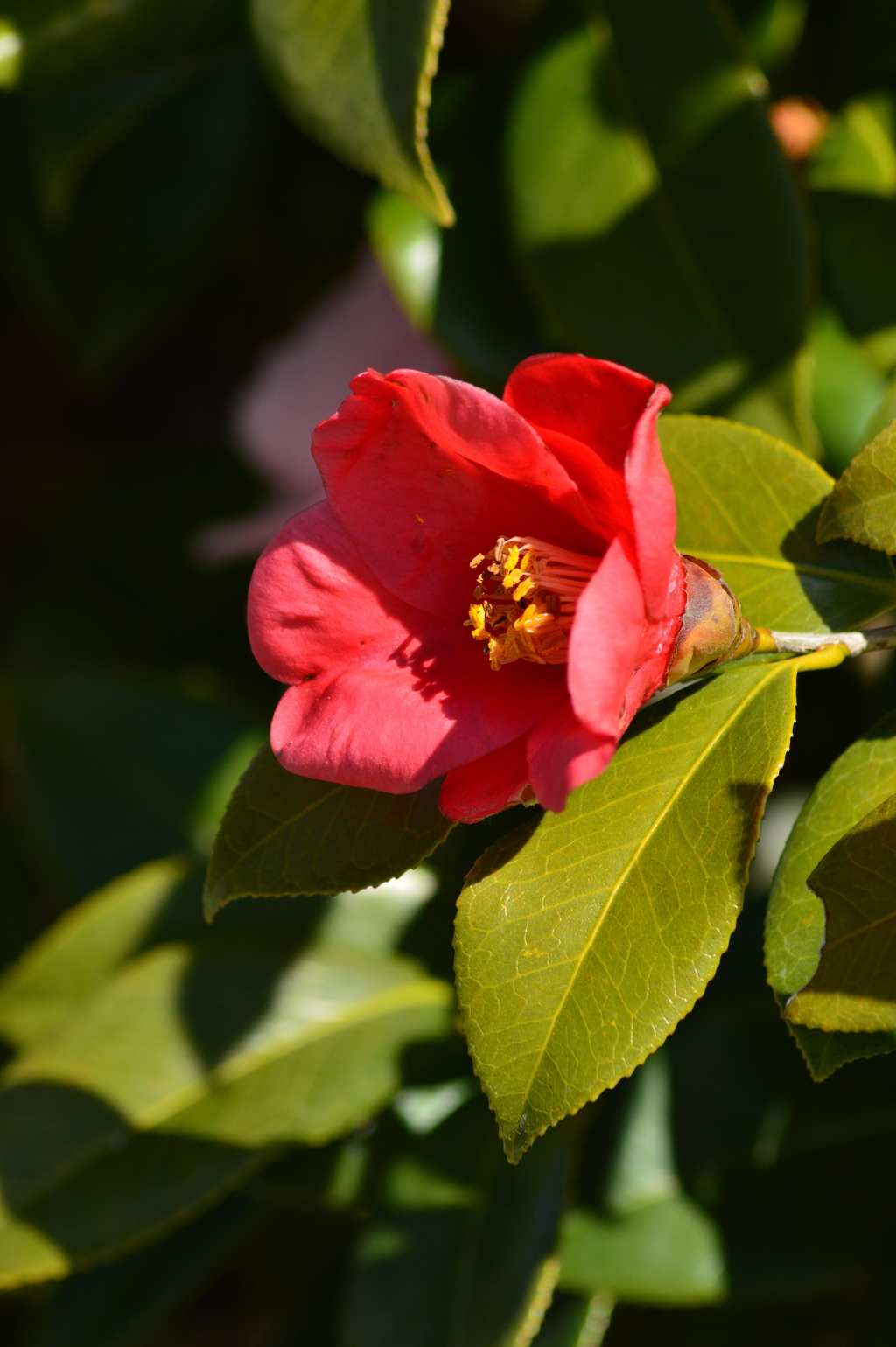 耐冬花