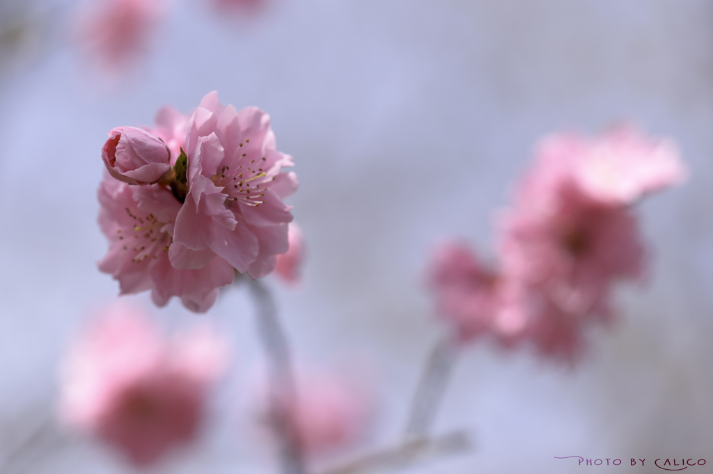 花桃の季節 Ⅱ