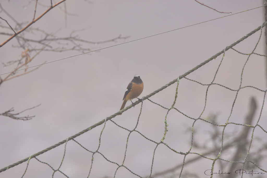 早朝の訪問者 Ⅱ