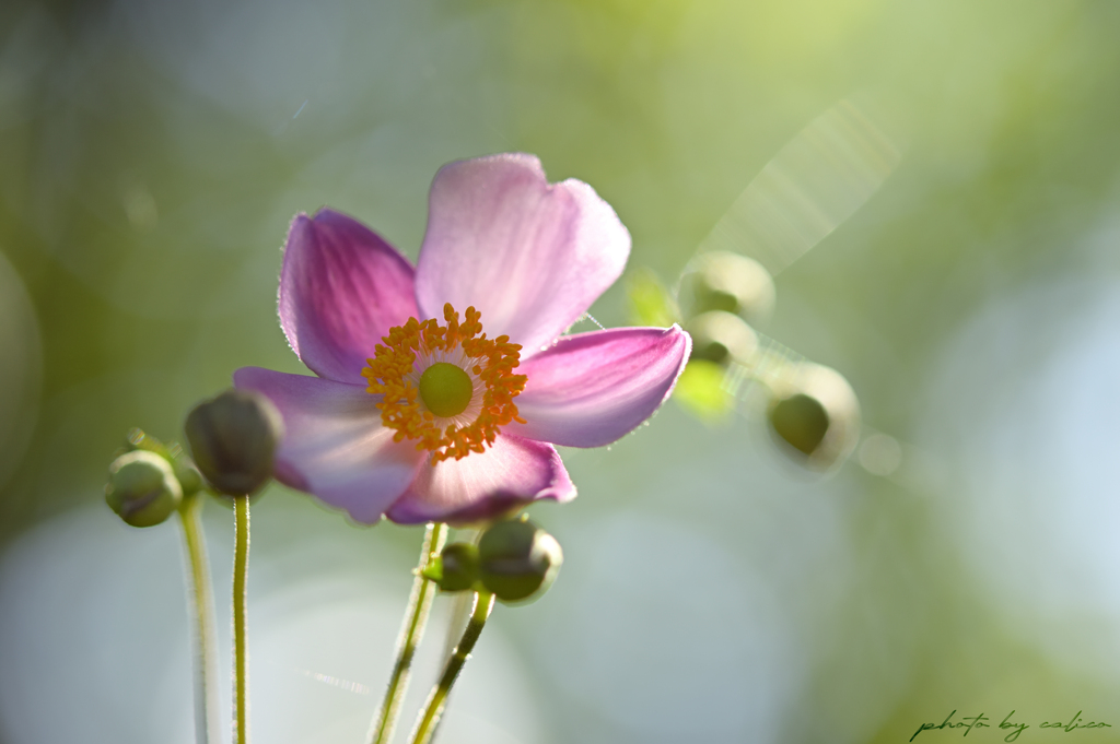 夏の終わりを告げる花