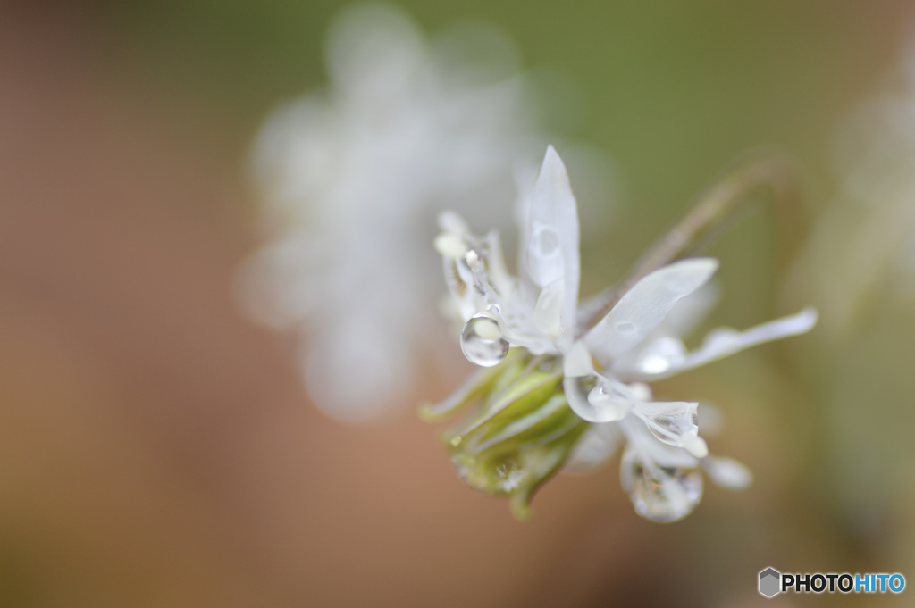 春へのいざない Ⅱ