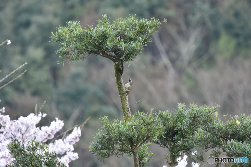 一時停止中です