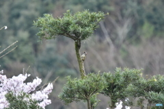 一時停止中です