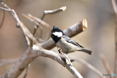 春の歌を思い出そう