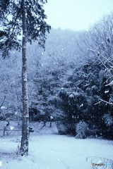 雪降る野鳥公園