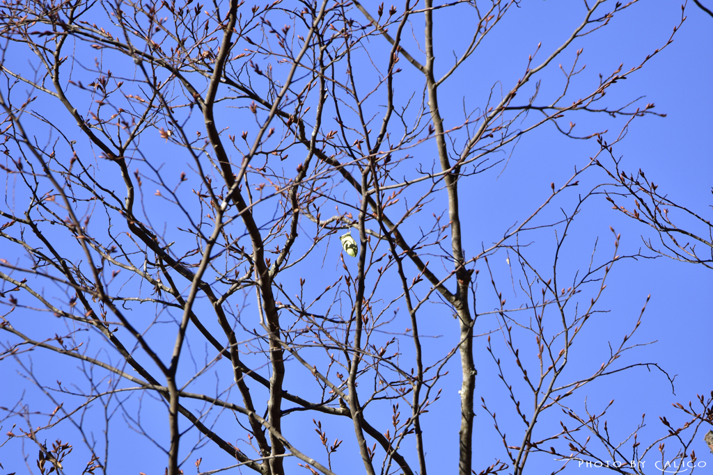 山叺 ( ヤマカマス )