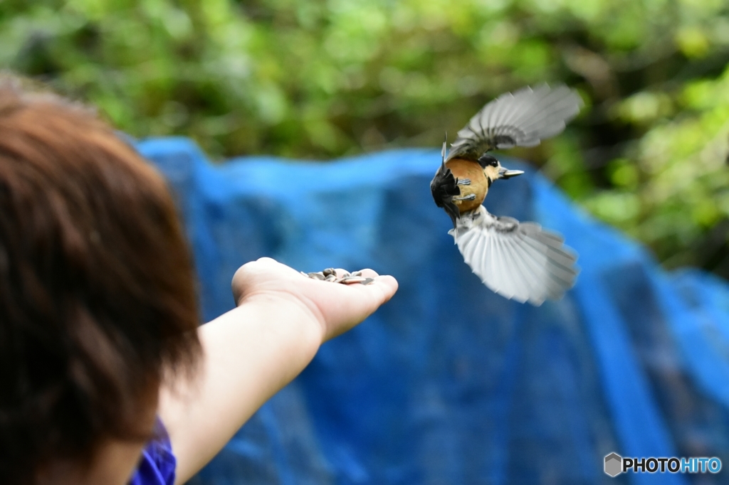 ピー助と遊ぶ  Ⅳ