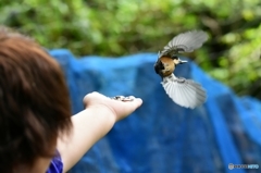 ピー助と遊ぶ  Ⅳ