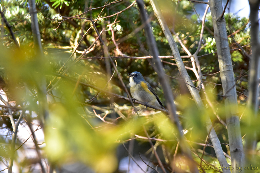 影ながら縄張りを主張