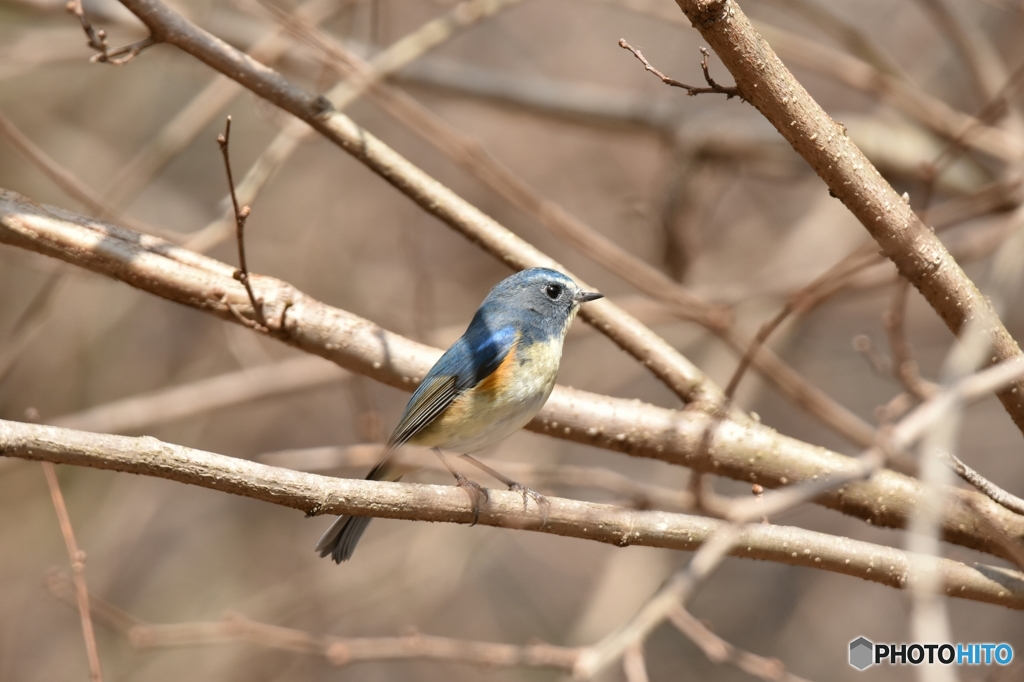 戦うルリビタキの横顔