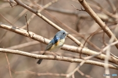 戦うルリビタキの横顔
