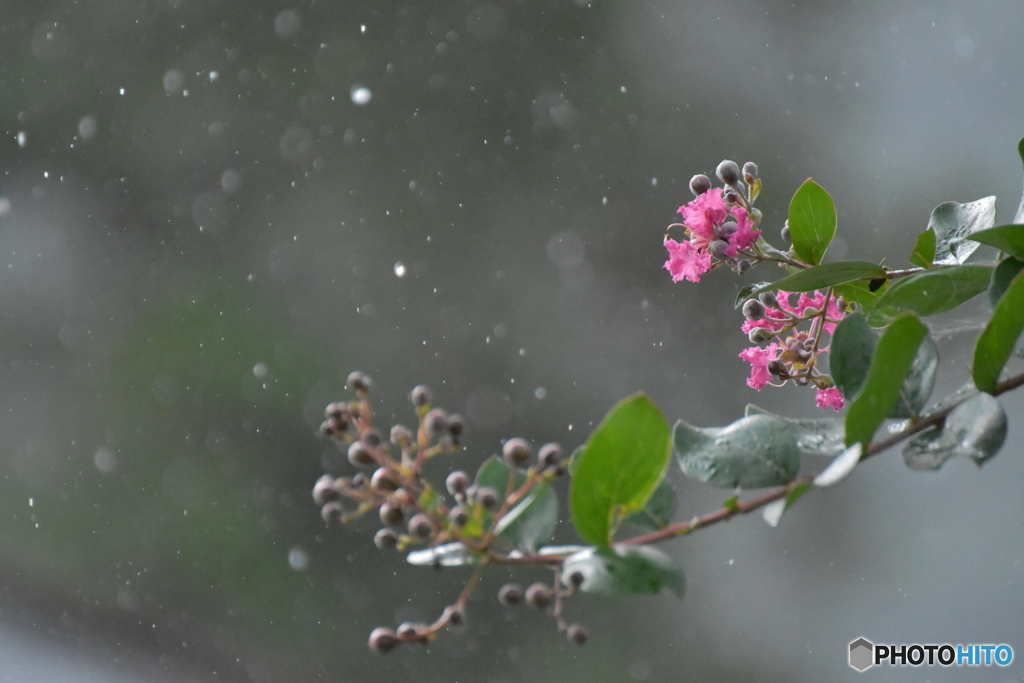 恵みの雨