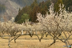 里山の梅園