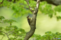 Pygmy Woodpeck