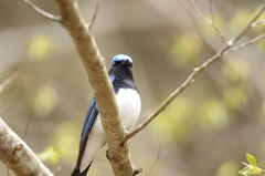 ちらりと登場②