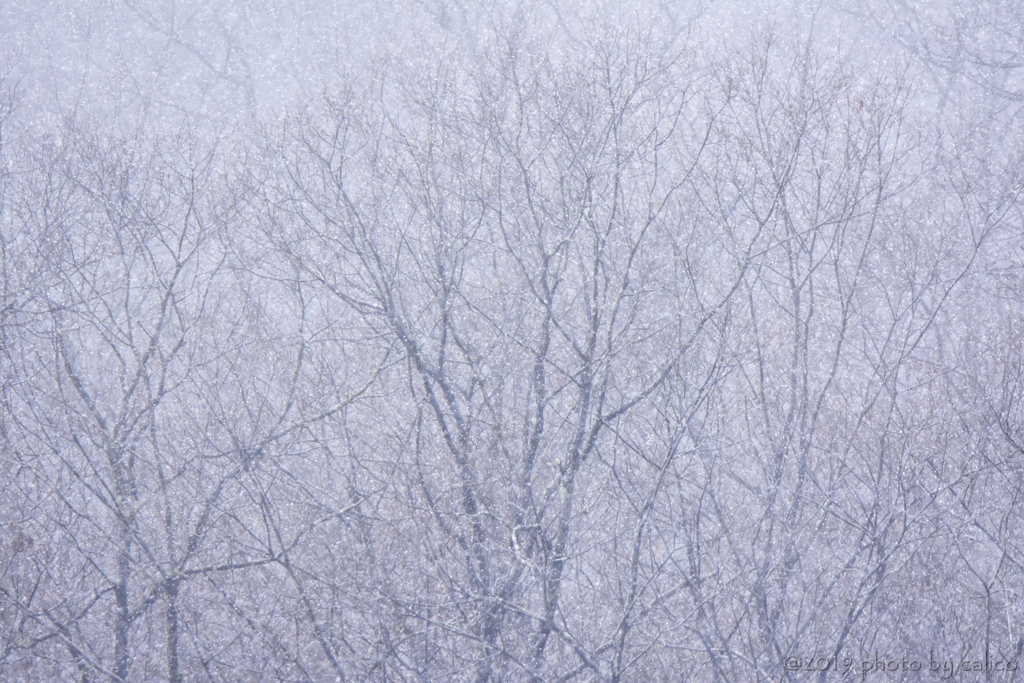 雪の野鳥公園