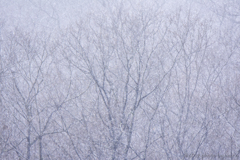 雪の野鳥公園