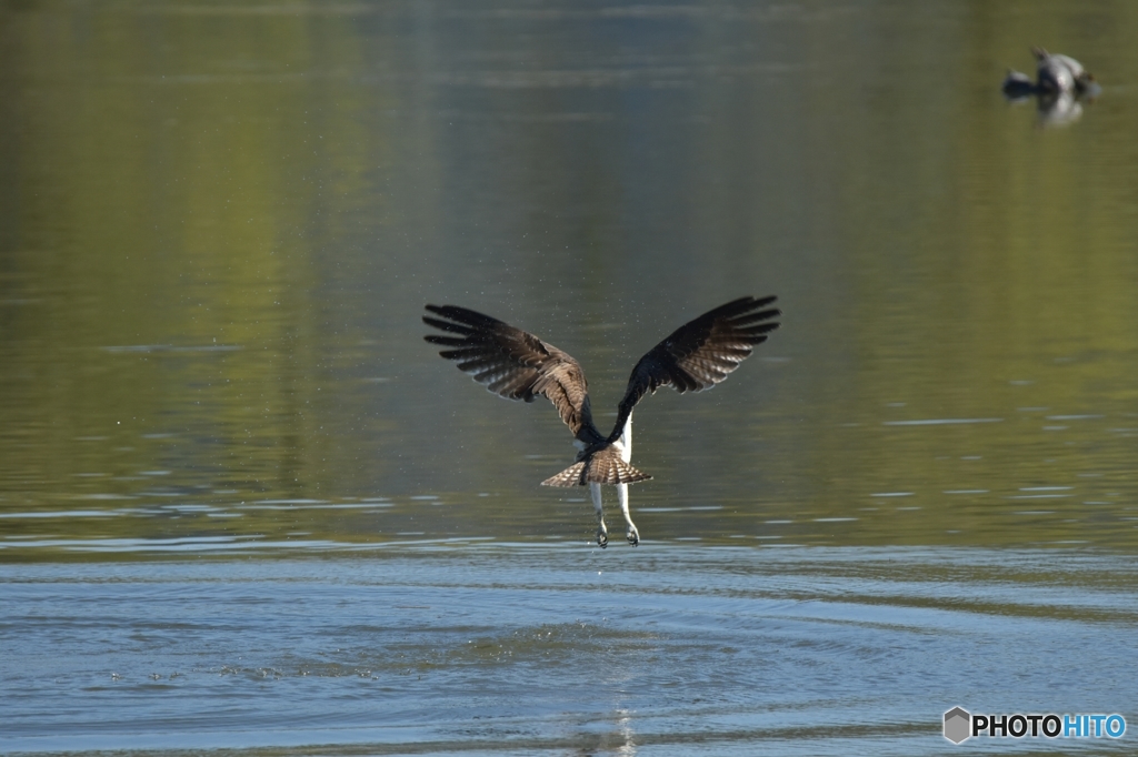 捕まらないよ～