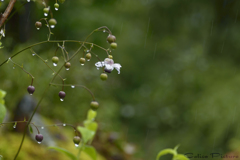雨の日の開花 Ⅰ