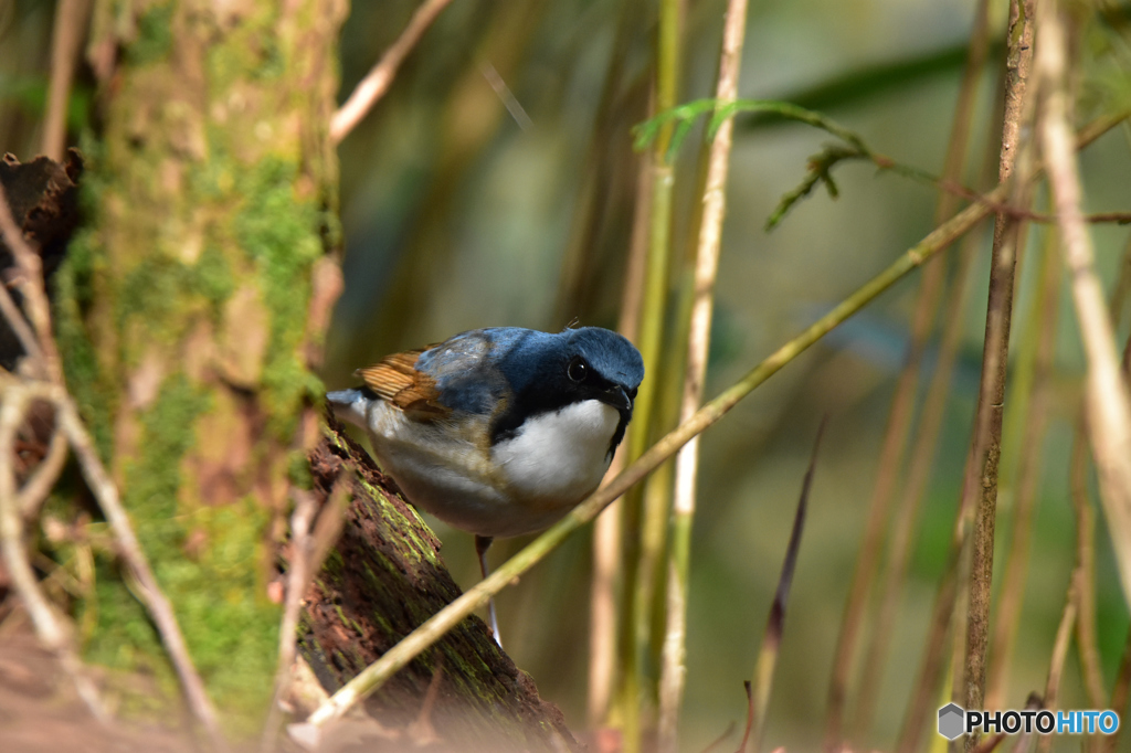 紺色の貴公子　Ⅰ