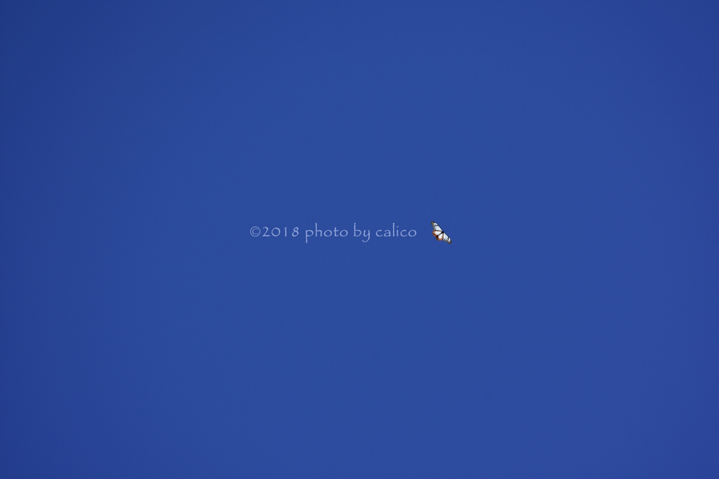アサギマダラ大滑空