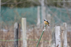 畑と野鳥 Ⅱ